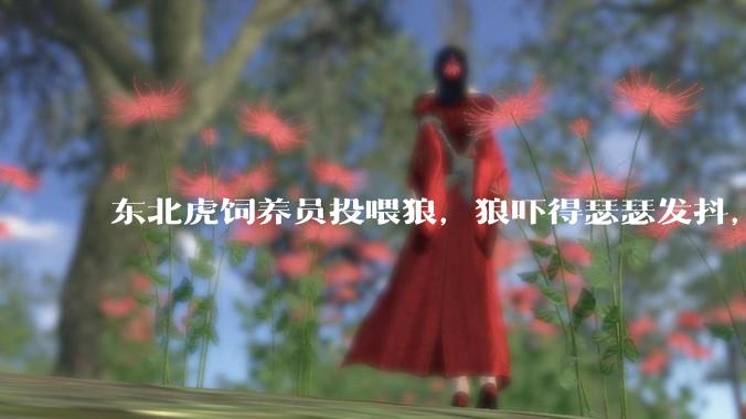 东北虎饲养员投喂狼，狼吓得瑟瑟发抖，真的是「血脉压制」吗？可能是哪些原因造成的？